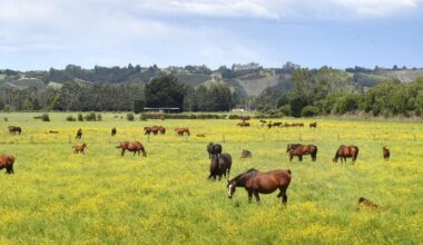 Victory brings hope despite sire’s death