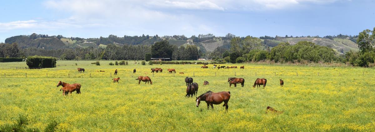 Victory brings hope despite sire’s death