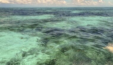 The National Oceanic and Atmospheric Administration is on the lookout for an invasive species of xenia pulse corals that could harm Florida's marine ecosystems.