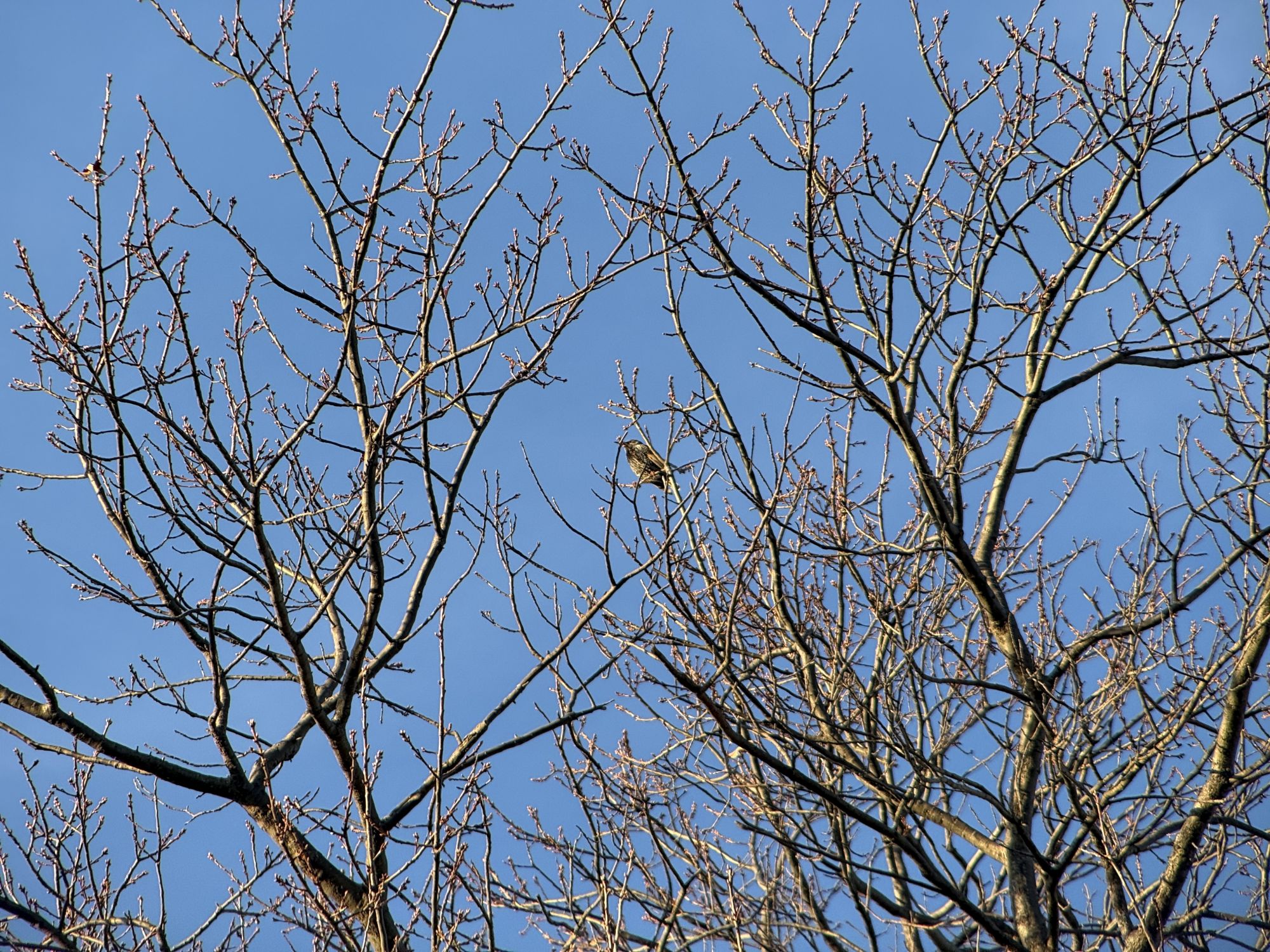 Shiftcam 240mm Super Zoom Tele zoom sample.