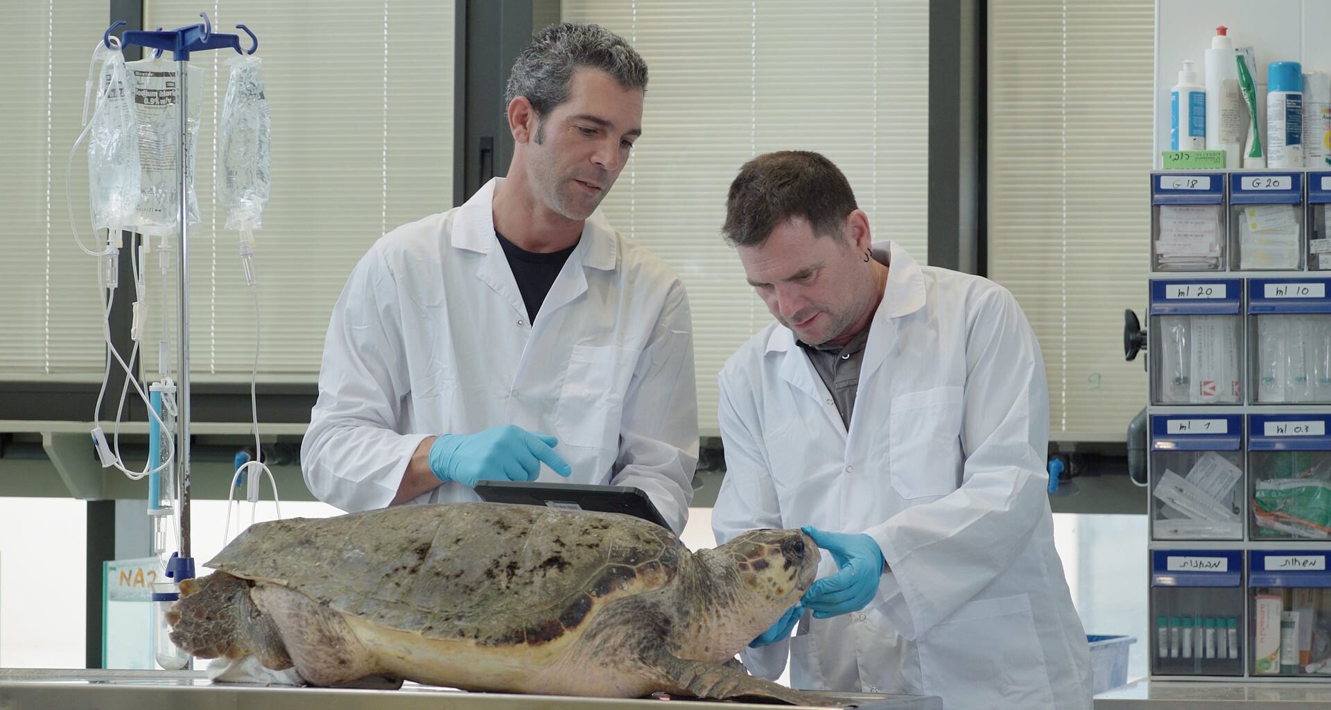 Marking a global first, Israel's new Sea Turtle Rescue Center comes out of its shell