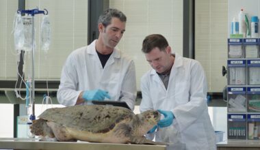 Marking a global first, Israel's new Sea Turtle Rescue Center comes out of its shell