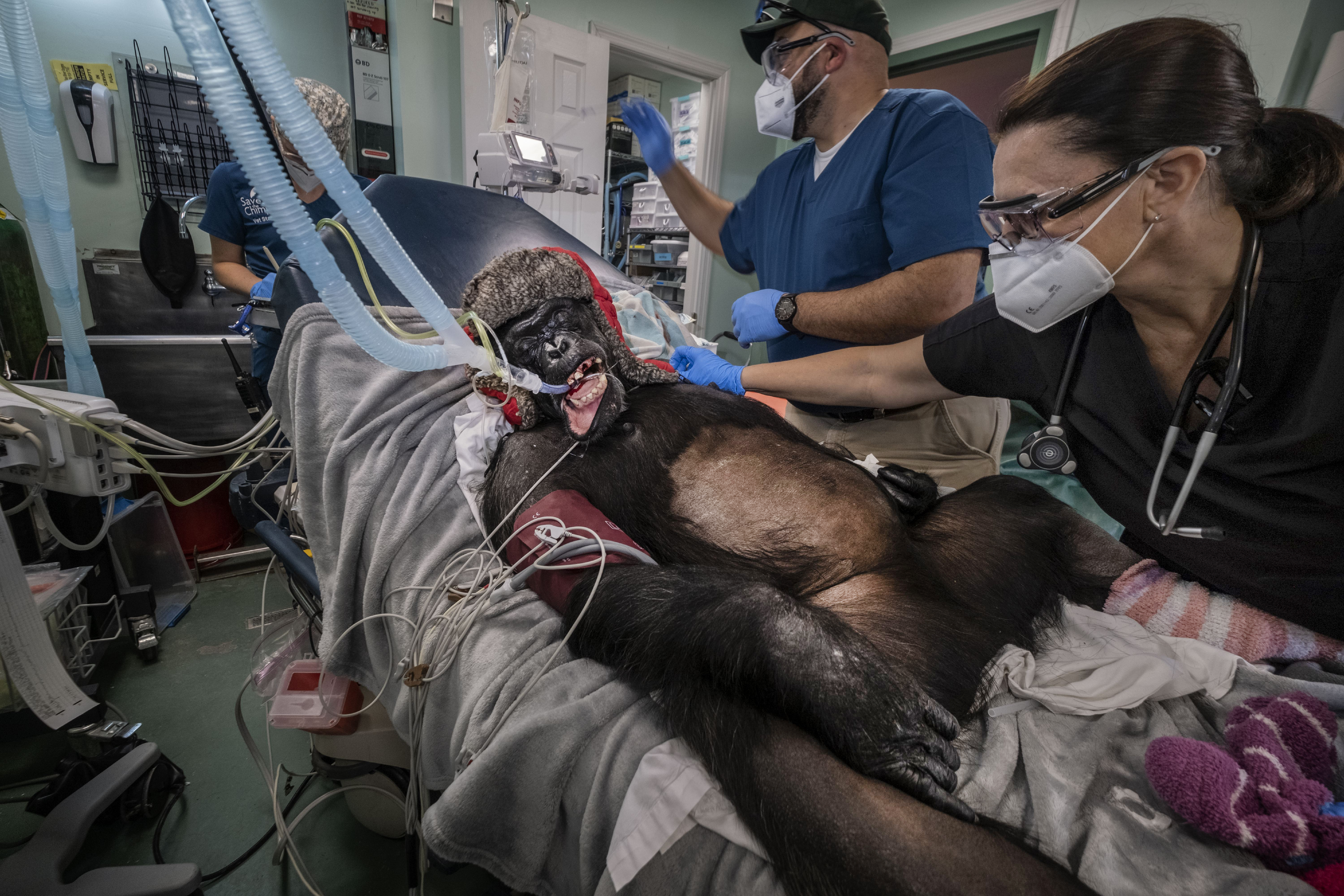 Chimpanzee Kayla receiving an ultrasound with medical staff.
