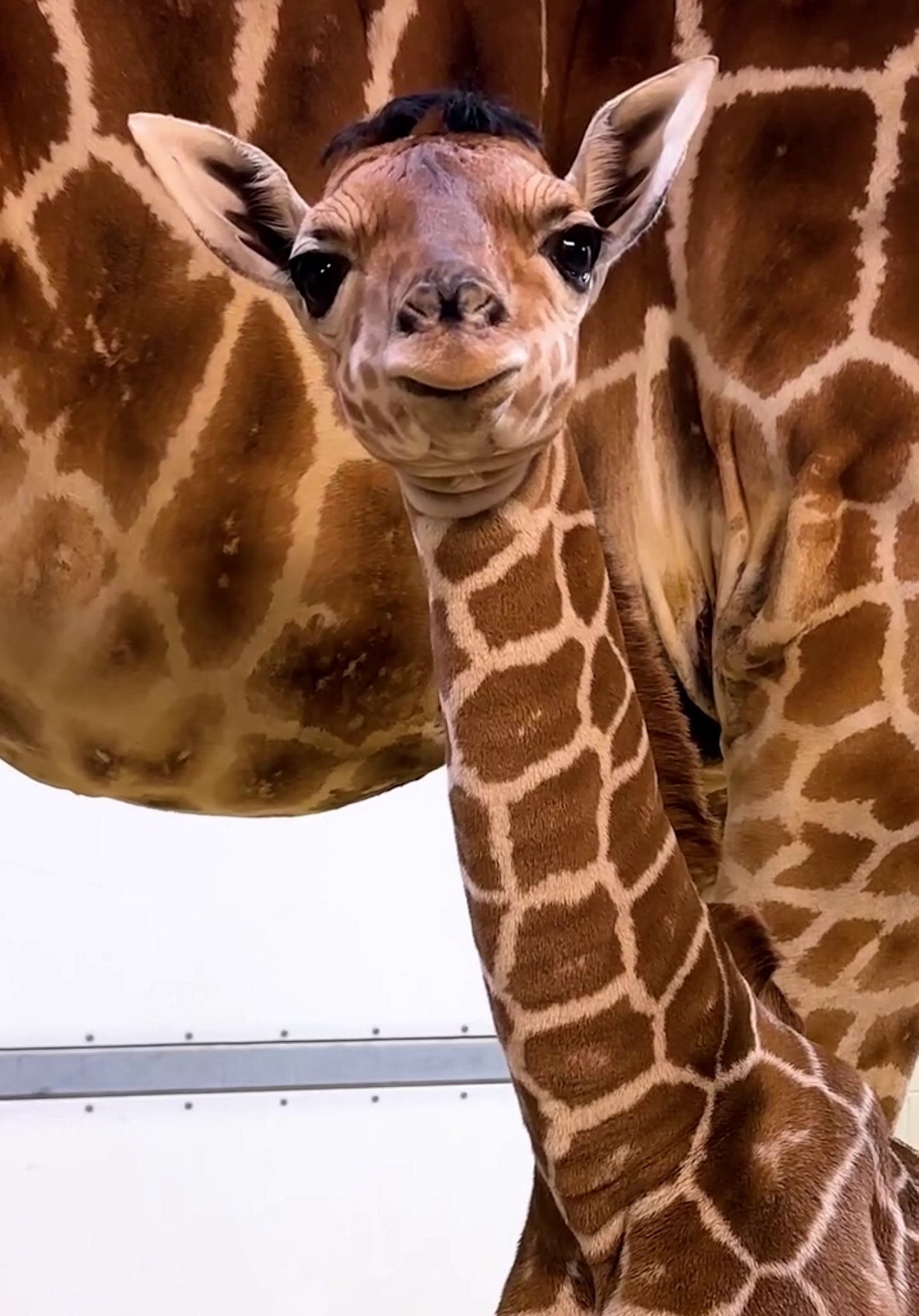 Ohio zoo¿s baby giraffe charms visitors with playful personality and signature tuft