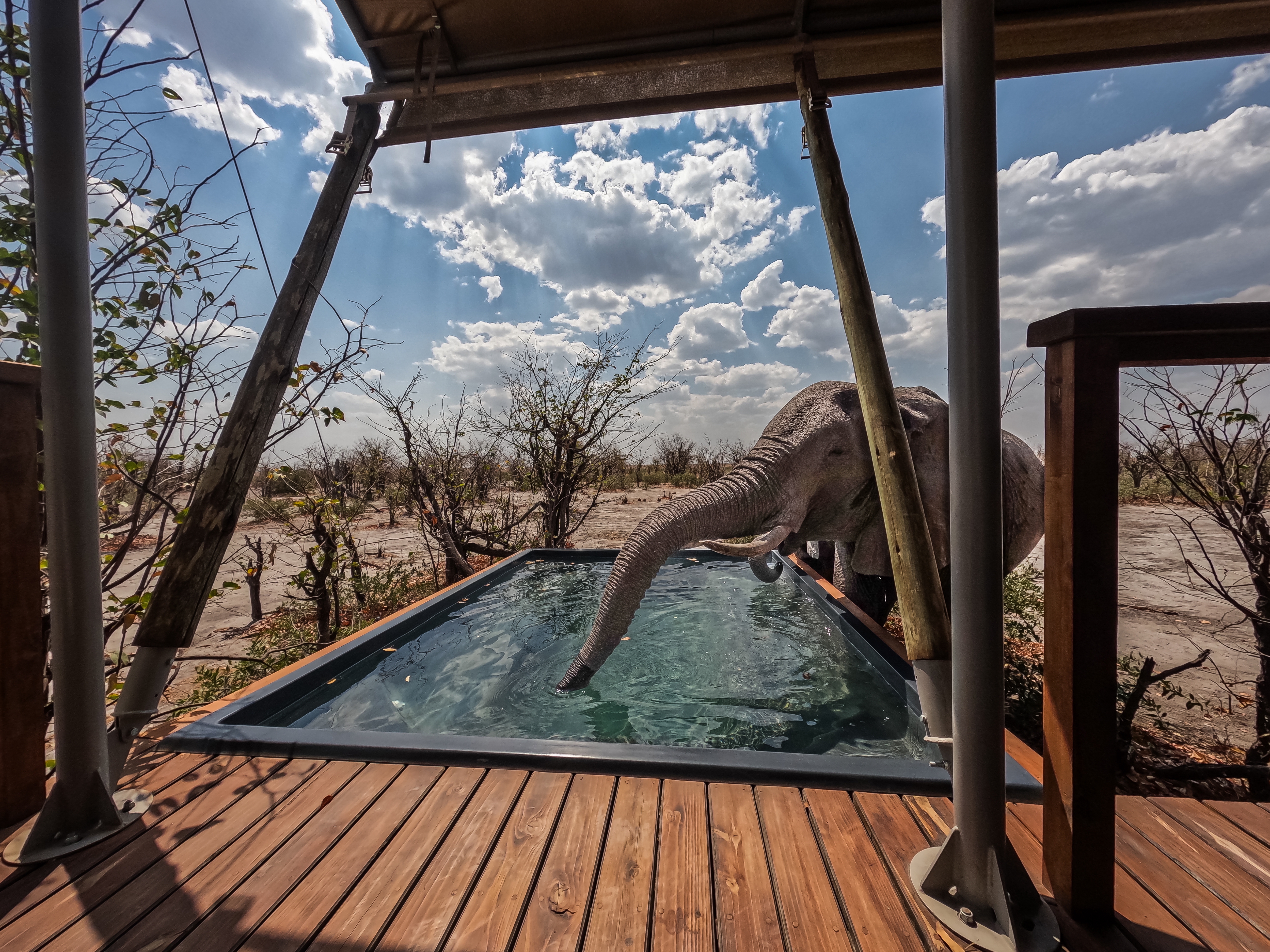 Elephant drinking from a plunge pool at Mokete Camp in Botswana.