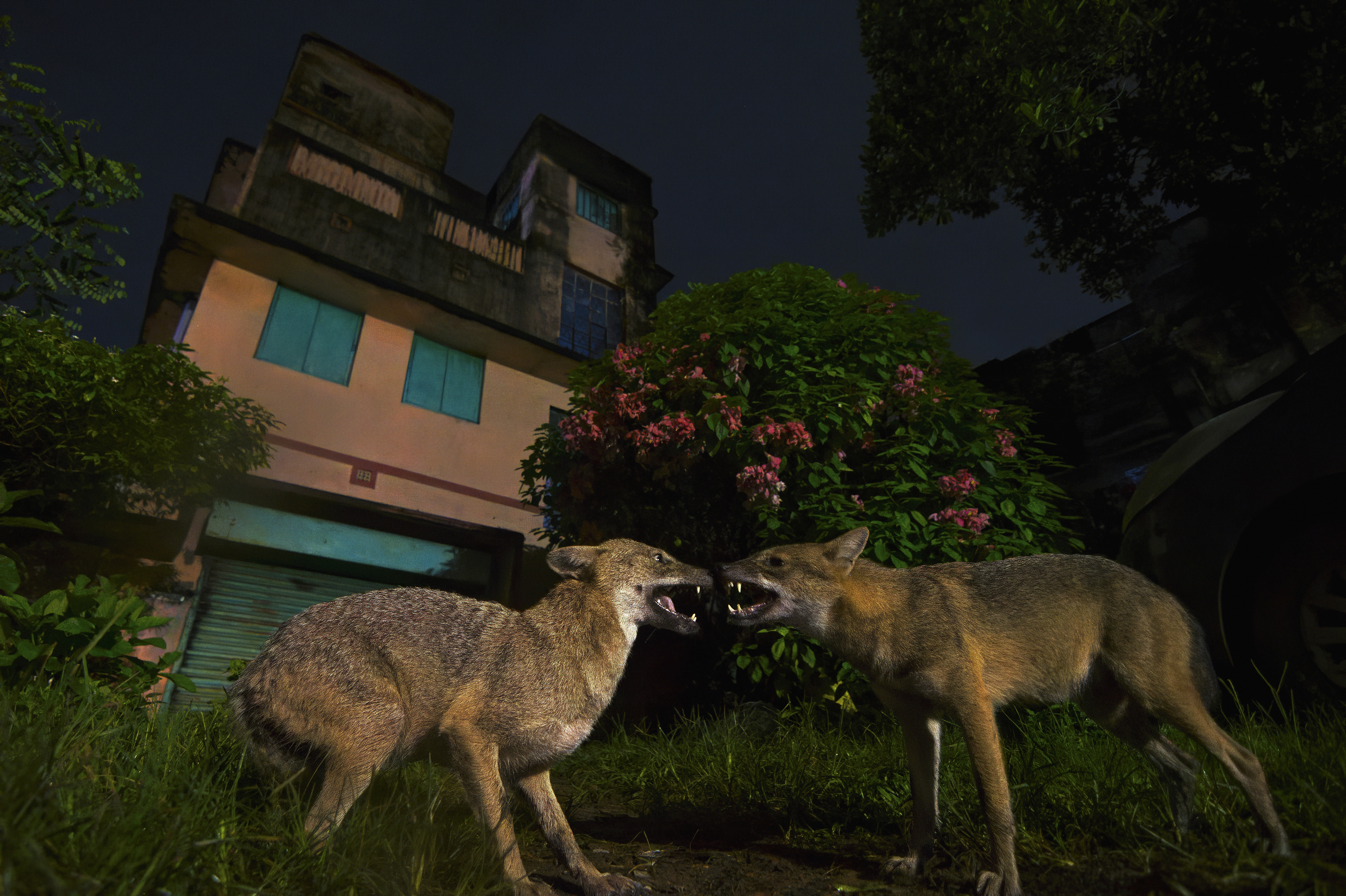 Two golden jackals baring their teeth at each other in a city at night.