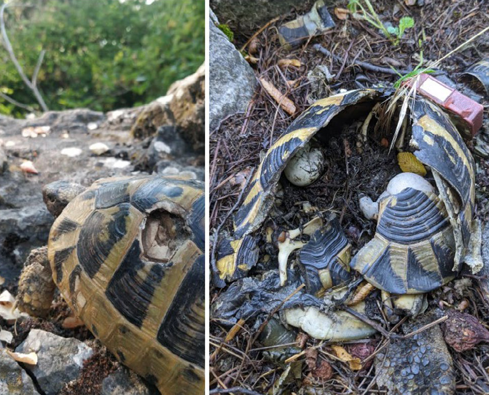 Collage of a female Hermann's tortoise with a severely injured shell and the carcass of a GPS-tracked gravid Hermann's tortoise with a broken shell and exposed eggs.