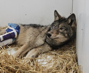 wolf in care