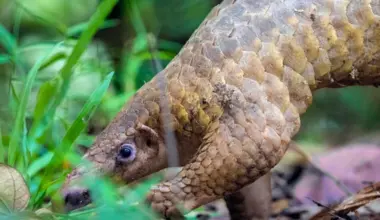 Subscribe Placeholder