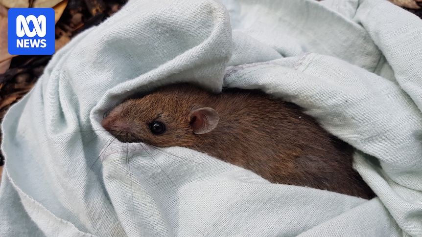 Australian bush rats reintroduced to Sydney's parks with help of scented towels