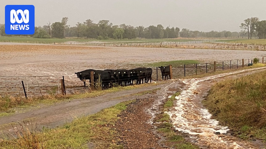 Scone breaks daily rainfall record in 2 hours but farmers say more is needed to rid region of drought