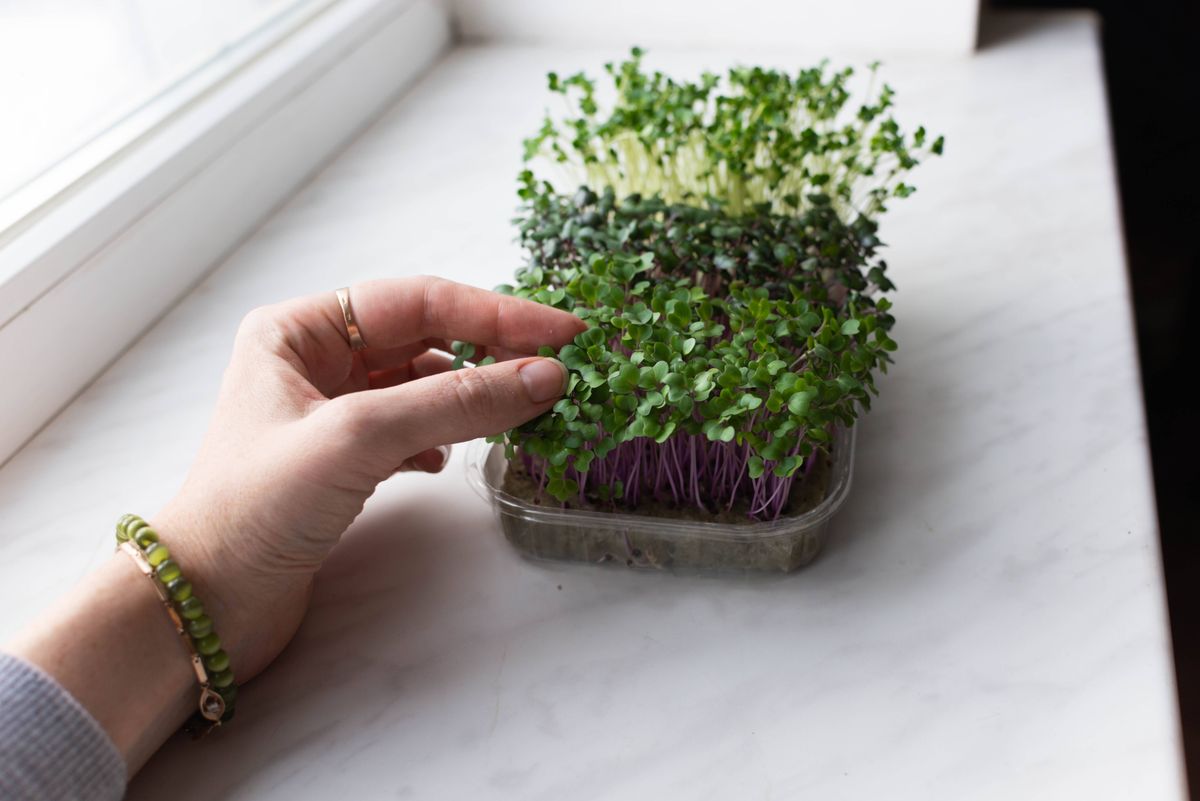 Hand of a young woman touches cress plant