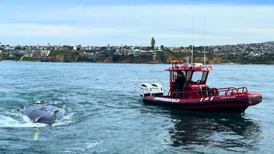 Dead humpback whale being towed offshore by a boat near Newport Beach following its beach stranding.
