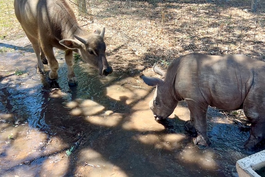 A brown water buffalo stands over a pool of mud with a small brown baby rhino