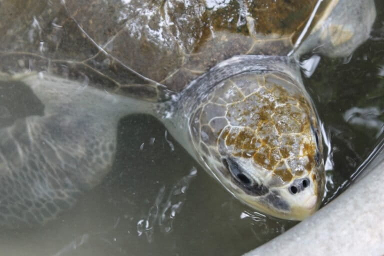 An injured olive Ridley turtle undergoing rehabilitation in Kasaragod. Image by K.A. Shaji.
