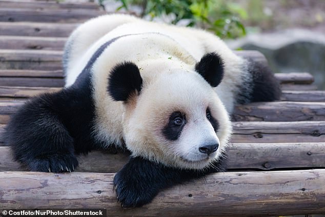 Giant panda Xing Xing - resting at Chongqing Zoo in Chongqing, China - could inspire stressed GPs.