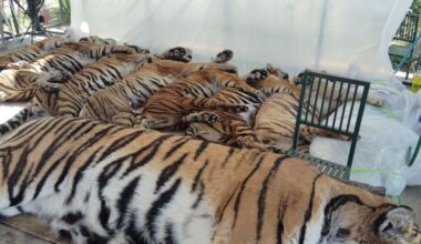 Dozens of tigers die from virus outbreak in Thailand