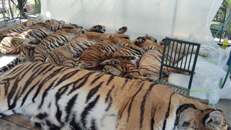 Dozens of tigers die from virus outbreak in Thailand