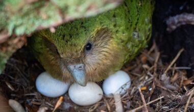 ‘It’s a real New Zealand duty to save these birds’: Berry harvest brings hope for beloved kakapo