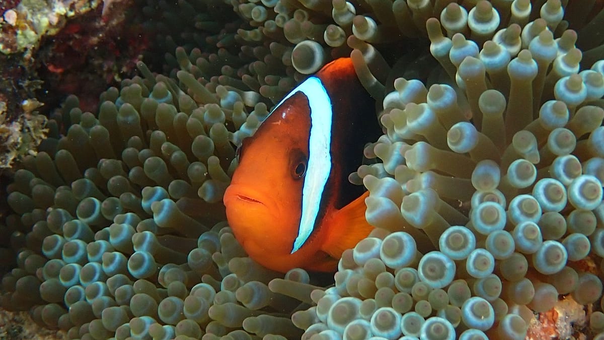 Finding Nemo, losing stripes: Baby clownfish shed bars to secure their social rank