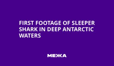 First Footage of Sleeper Shark in Deep Antarctic Waters | Ukraine news