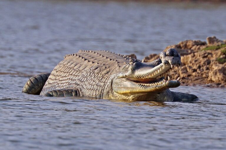 A gharial spotted in the Chambal river, where 77-80% of the global adult gharial population is found. Its population has significantly declined over the years due to loss from water impoundment, sand mining, hunting, and intensive fishing. Image by Charles J. Sharp via Wikimedia Commons (CC BY-SA 4.0).