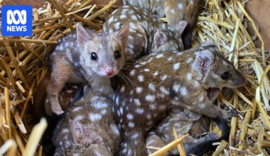 Western quoll joey born in outback NSW likely to be first in a century