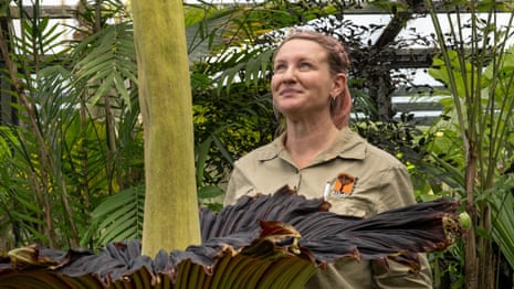 'A horrific smell': Geelong's corpse flower blooms – video