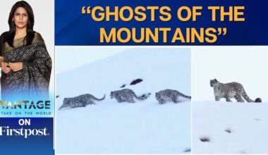 Viral Footage Shows Trio of Snow Leopards in Deep Himalayan Snow