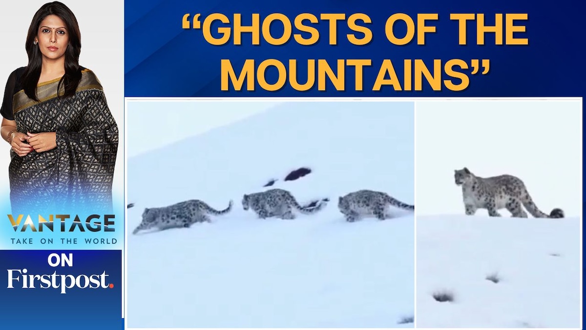 Viral Footage Shows Trio of Snow Leopards in Deep Himalayan Snow