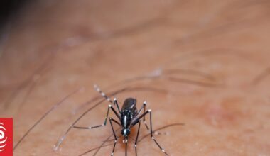 Cook Islands dengue outbreak: Travellers urged to 'please take extra precaution'