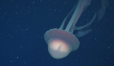 VIDEO: Rare, school bus-sized phantom jellyfish found in Atlantic Ocean
