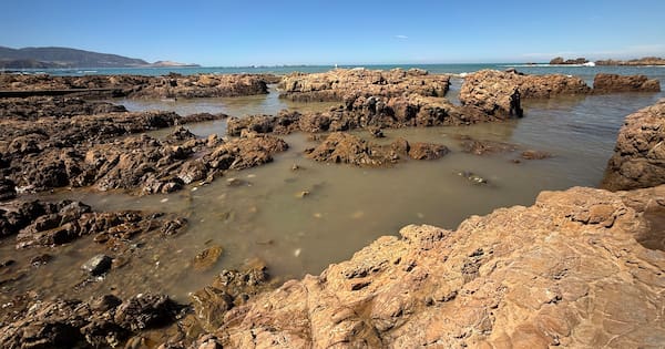 Wellington Water boss 'mortified' by sewage failure