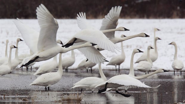 Tundra swan, mourning dove hunting seasons proposed in Manitoba