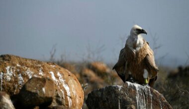 Why Israel's Vulture Population Isn't Recovering