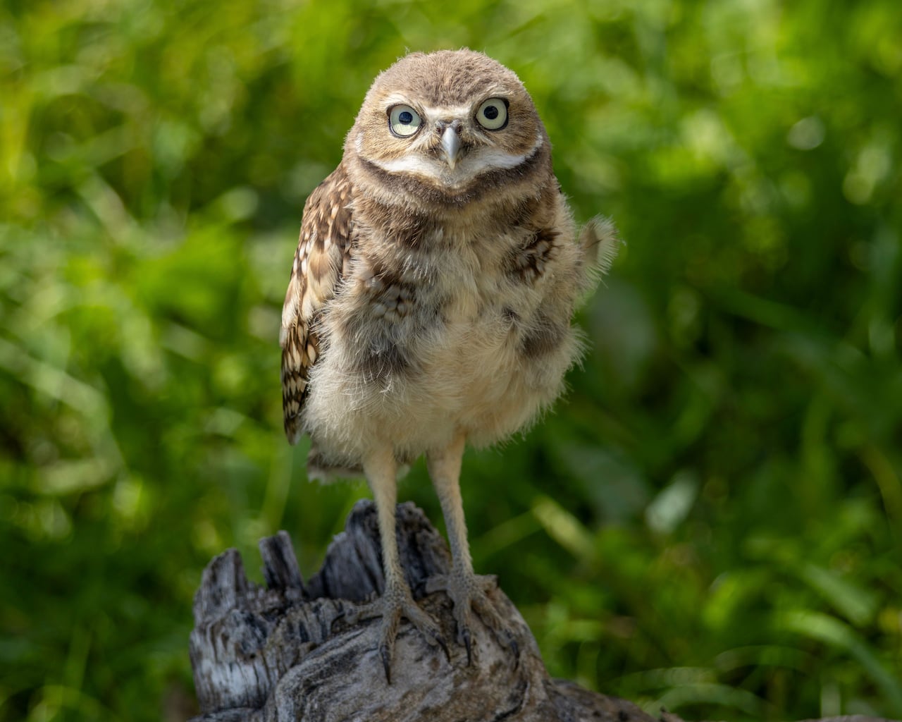 Burrowing owl.