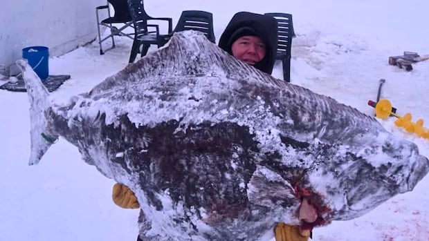 Quebec fisherman reels in 244-pound, record-breaking Atlantic halibut — for science