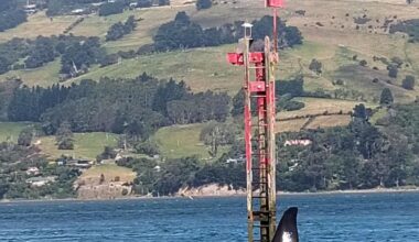 Surprising sighting delights group | Otago Daily Times Online News