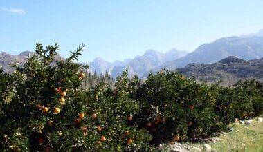 AGOA extension fails to resolve US tariff issues for South African citrus