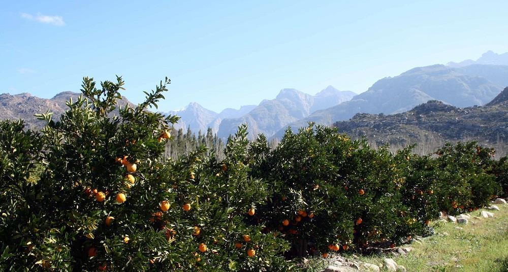 AGOA extension fails to resolve US tariff issues for South African citrus