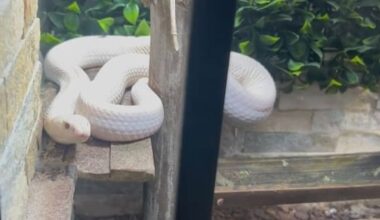 exotic zoo found by police in New South Wales drug raid