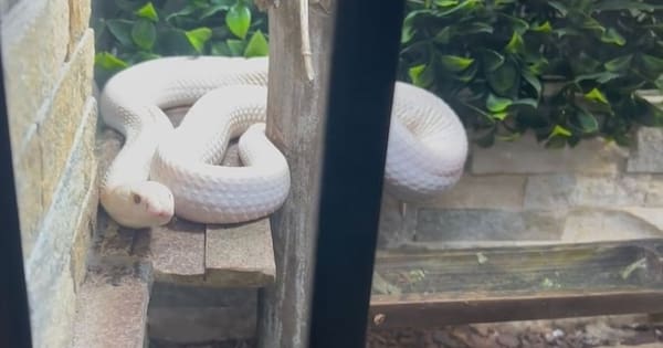 exotic zoo found by police in New South Wales drug raid