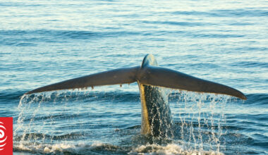 Green MP seeks recognition of tohorā/whales as legal persons