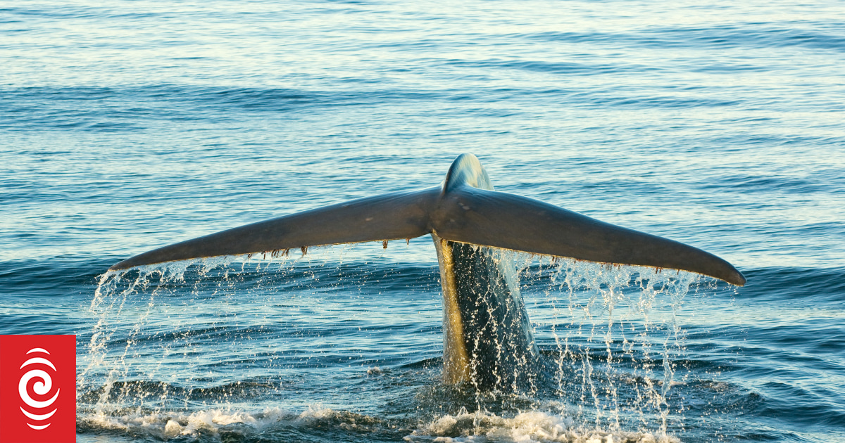 Green MP seeks recognition of tohorā/whales as legal persons