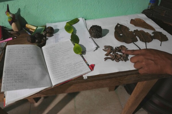 Ramon Pucha shows seeds and plant materials he has collected from the forest near his family farm in Alto Ila, in Ecuador's Amazon region, where he grows native species and shares seedlings with neighboring communities in an effort to preserve local species, Tuesday, Feb. 3, 2026. (AP Photo/Dolores Ochoa)