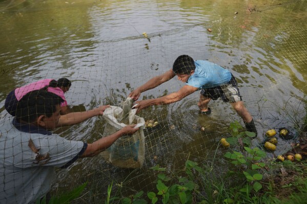 Ramon Pucha, his wife Marlene, and their son Jhoel collect fish from a pond on their farm, which they've turned into a conservation site to preserve native species and promote sustainable food practices, in Alto Ila, in Ecuador's Amazon region, Tuesday, FEb. 3, 2026. (AP Photo/Dolores Ochoa)