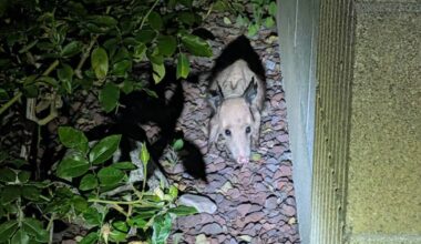 Couple Sees Strange, Naked Creature Run Across The Yard — Then Realize What It Is
