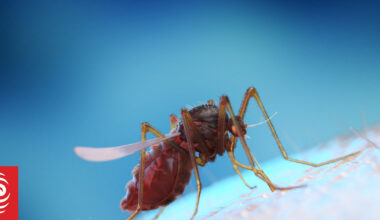 Cook Islands reports dengue fever-related death