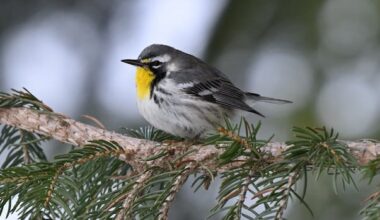 Butters the bird a popular draw on Nova Scotia's Eastern Shore