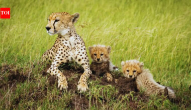 Kuno National Park: Five new cheetah cubs at Kuno National Park: Why it is a good news for wildlife enthusiasts |